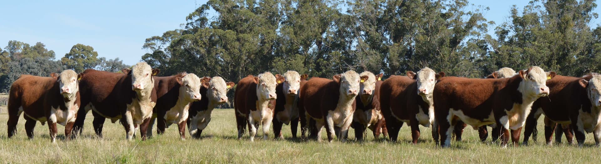Campo ganadero con animales pastando - Camponuevo
